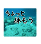 海の親しい人と日常で使えるスタンプ（個別スタンプ：13）