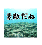 海の親しい人と日常で使えるスタンプ（個別スタンプ：16）