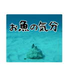 海の親しい人と日常で使えるスタンプ（個別スタンプ：20）