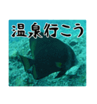 海の親しい人と日常で使えるスタンプ（個別スタンプ：24）