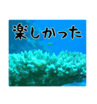 海の親しい人と日常で使えるスタンプ（個別スタンプ：25）