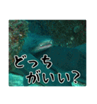 海の親しい人と日常で使えるスタンプ（個別スタンプ：36）