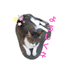 ミミ子の日常（個別スタンプ：3）