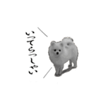 もふもふポメラニアンの日常（個別スタンプ：8）