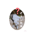 幸福の福福 様 ②（個別スタンプ：15）