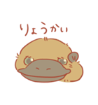 カモノハシぽんちゃん（個別スタンプ：13）