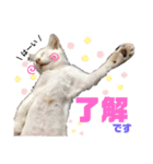 森内家のにゃんこ！③敬語バージョン！（個別スタンプ：1）