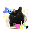 森内家のにゃんこ！③敬語バージョン！（個別スタンプ：3）