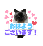 森内家のにゃんこ！③敬語バージョン！（個別スタンプ：6）
