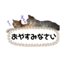 森内家のにゃんこ！③敬語バージョン！（個別スタンプ：7）