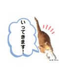 森内家のにゃんこ！③敬語バージョン！（個別スタンプ：8）