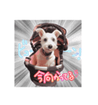 はくちゃまスタンプ（個別スタンプ：5）