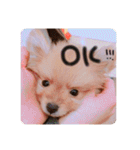るんろーこむあずの毎日（個別スタンプ：1）