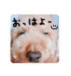 るんろーこむあずの毎日（個別スタンプ：2）