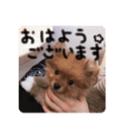 るんろーこむあずの毎日（個別スタンプ：3）