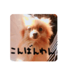 るんろーこむあずの毎日（個別スタンプ：6）