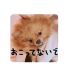るんろーこむあずの毎日（個別スタンプ：9）