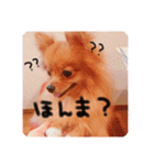 るんろーこむあずの毎日（個別スタンプ：10）