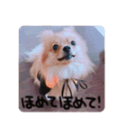 るんろーこむあずの毎日（個別スタンプ：11）
