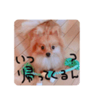 るんろーこむあずの毎日（個別スタンプ：12）