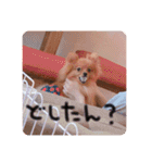 るんろーこむあずの毎日（個別スタンプ：16）