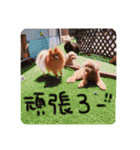 るんろーこむあずの毎日（個別スタンプ：20）