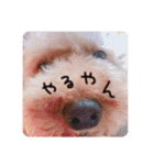 るんろーこむあずの毎日（個別スタンプ：25）