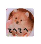 るんろーこむあずの毎日（個別スタンプ：29）