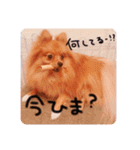 るんろーこむあずの毎日（個別スタンプ：31）