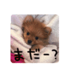 るんろーこむあずの毎日（個別スタンプ：36）