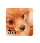 るんろーこむあずの毎日（個別スタンプ：37）