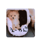 るんろーこむあずの毎日（個別スタンプ：40）