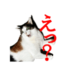モフってるー！お和み系三毛猫★みうちゃん（個別スタンプ：1）