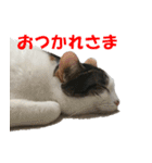 モフってるー！お和み系三毛猫★みうちゃん（個別スタンプ：2）