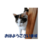 モフってるー！お和み系三毛猫★みうちゃん（個別スタンプ：3）