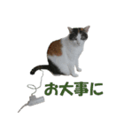 モフってるー！お和み系三毛猫★みうちゃん（個別スタンプ：4）