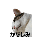 モフってるー！お和み系三毛猫★みうちゃん（個別スタンプ：5）