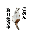 モフってるー！お和み系三毛猫★みうちゃん（個別スタンプ：6）