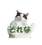 モフってるー！お和み系三毛猫★みうちゃん（個別スタンプ：8）