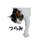 モフってるー！お和み系三毛猫★みうちゃん（個別スタンプ：9）