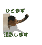モフってるー！お和み系三毛猫★みうちゃん（個別スタンプ：10）