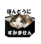 モフってるー！お和み系三毛猫★みうちゃん（個別スタンプ：11）