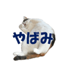 モフってるー！お和み系三毛猫★みうちゃん（個別スタンプ：13）