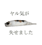 モフってるー！お和み系三毛猫★みうちゃん（個別スタンプ：14）