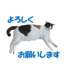 モフってるー！お和み系三毛猫★みうちゃん（個別スタンプ：15）