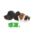 モフってるー！お和み系三毛猫★みうちゃん（個別スタンプ：17）