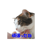 モフってるー！お和み系三毛猫★みうちゃん（個別スタンプ：18）
