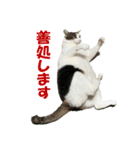 モフってるー！お和み系三毛猫★みうちゃん（個別スタンプ：19）