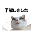 モフってるー！お和み系三毛猫★みうちゃん（個別スタンプ：20）