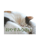 モフってるー！お和み系三毛猫★みうちゃん（個別スタンプ：21）